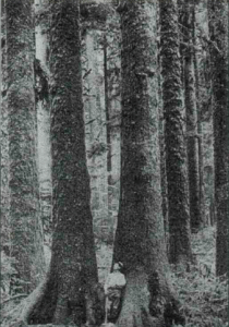 Parcelle de Spruce en Oregon.